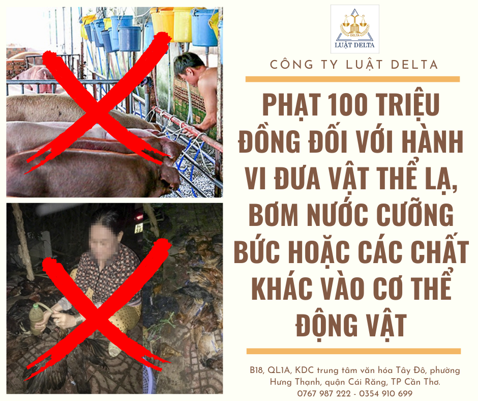 ĐƯA VẬT THỂ LẠ, BƠM NƯỚC CƯỠNG BỨC HOẶC CÁC CHẤT KHÁC VÀO CƠ THỂ ĐỘNG VẬT TRƯỚC KHI GHIẾT MỔ CÓ THỂ BỊ PHẠT TIỀN LÊN ĐẾN 100.000.000 ĐỒNG